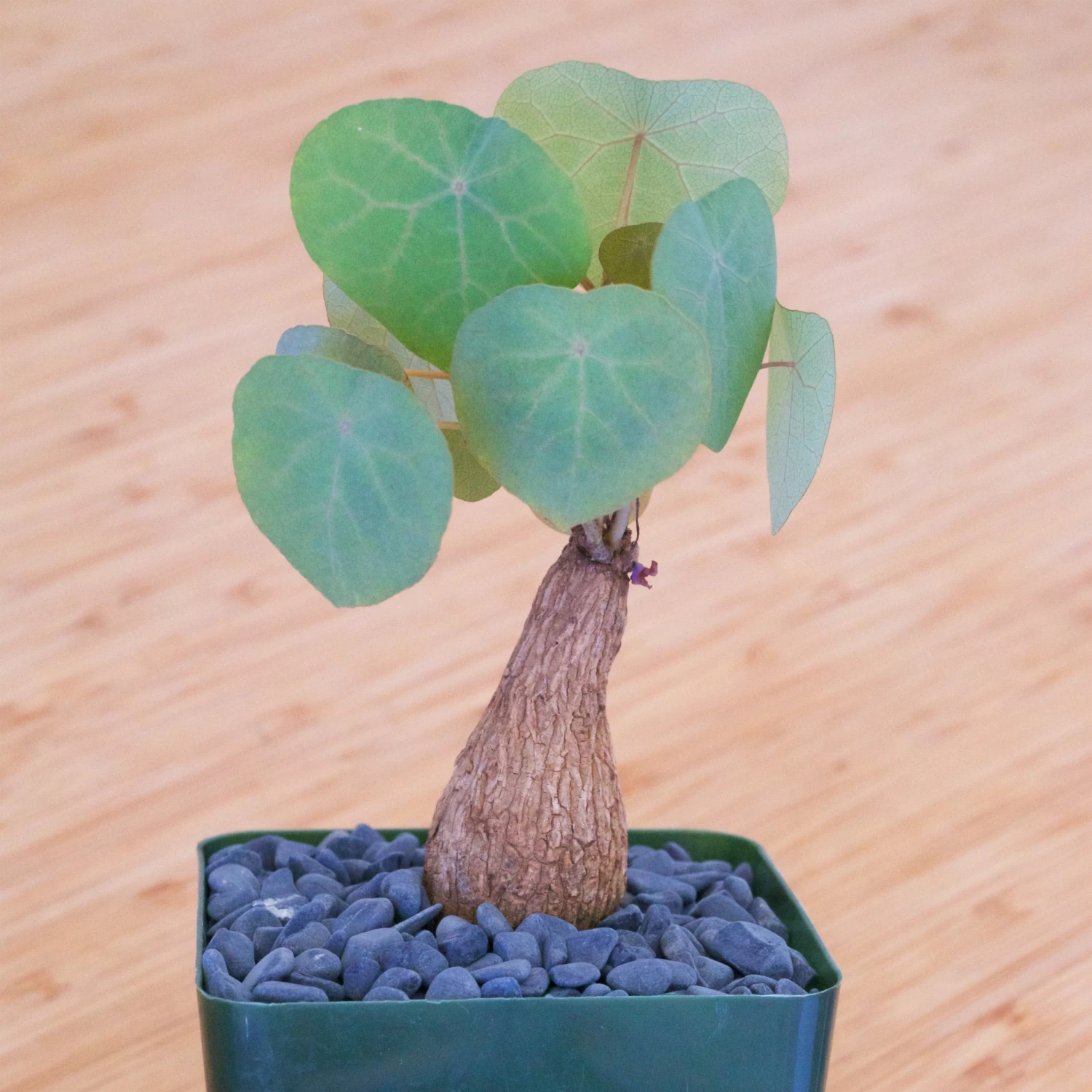 Stephania Venosa Medium 2 Stephania Venosa Medium - Image 2