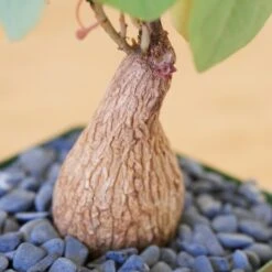 Stephania Venosa Medium 16 Stephania Venosa Medium -Cloud-Hidden Plants s753278155256112669 p265 i6 w1939