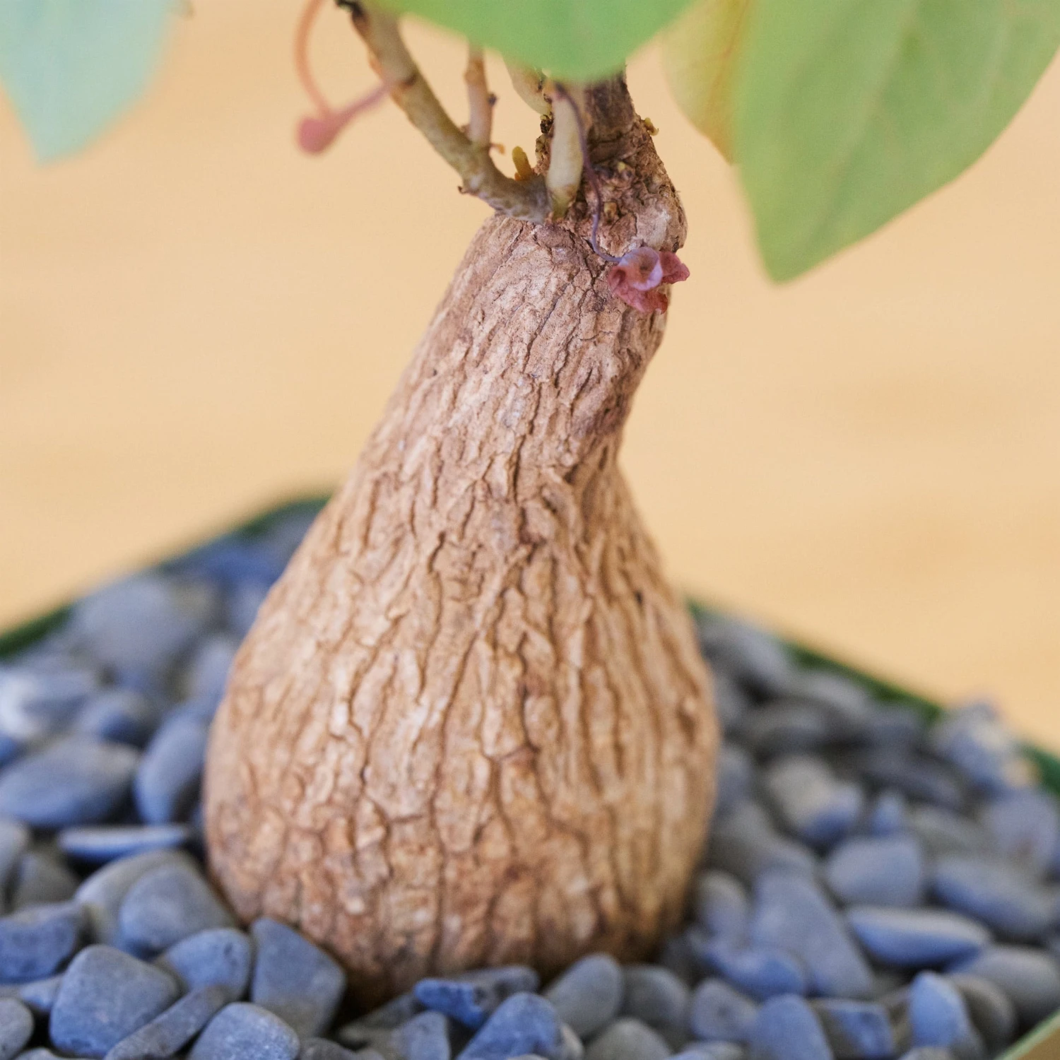 Stephania Venosa Medium 7 Stephania Venosa Medium - Image 7