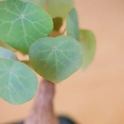 Stephania Venosa Medium 17 Stephania Venosa Medium -Cloud-Hidden Plants s753278155256112669 p265 i7 w1962