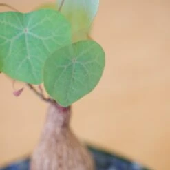 Stephania Venosa Medium 18 Stephania Venosa Medium -Cloud-Hidden Plants s753278155256112669 p265 i8 w1982