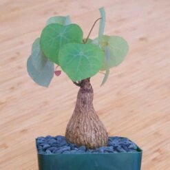 Stephania Venosa Medium 12 Stephania Venosa Medium -Cloud-Hidden Plants s753278155256112669 p265 i9 w1923