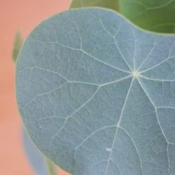 Stephania Venosa Large 19 Stephania Venosa Large -Cloud-Hidden Plants s753278155256112669 p270 i10 w1729