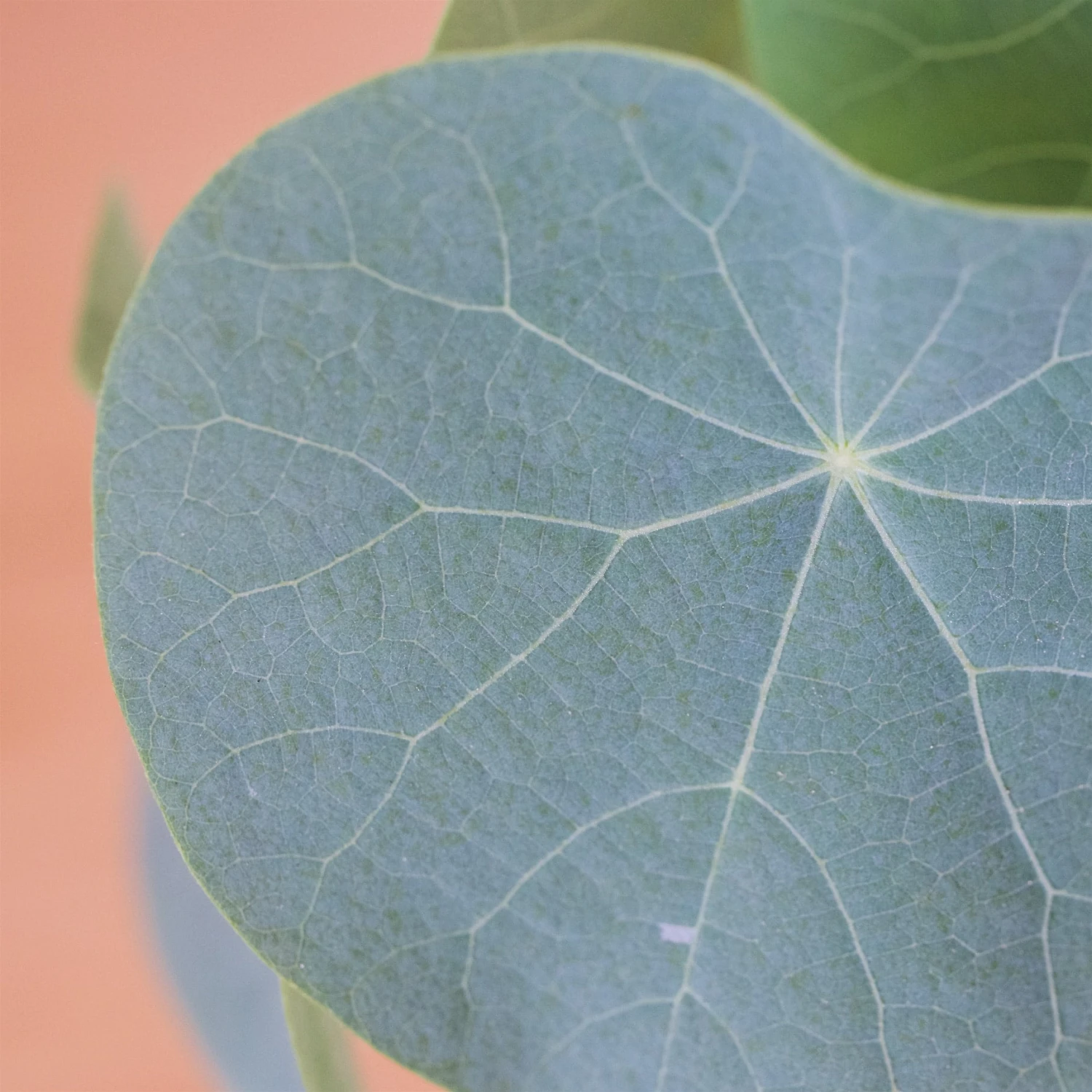 Stephania Venosa Large 10 Stephania Venosa Large - Image 10