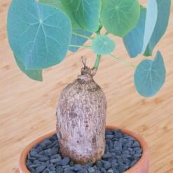 Stephania Venosa Large 13 Stephania Venosa Large -Cloud-Hidden Plants s753278155256112669 p270 i11 w1975