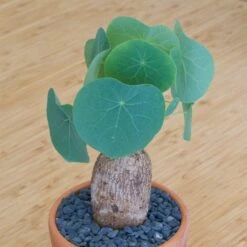 Stephania Venosa Large 12 Stephania Venosa Large -Cloud-Hidden Plants s753278155256112669 p270 i2 w1488