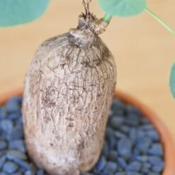 Stephania Venosa Large 17 Stephania Venosa Large -Cloud-Hidden Plants s753278155256112669 p270 i4 w1940