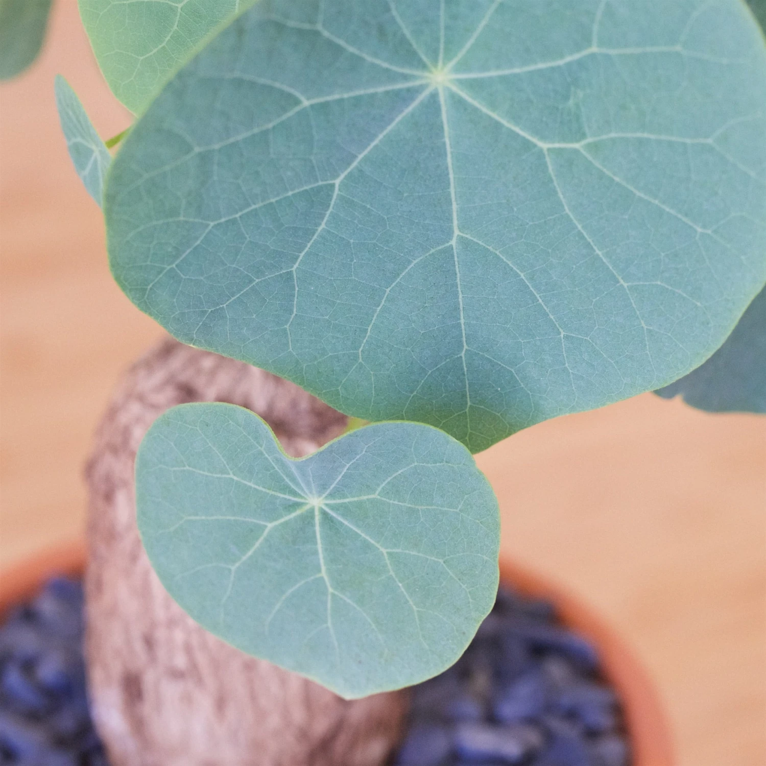 Stephania Venosa Large 7 Stephania Venosa Large - Image 7