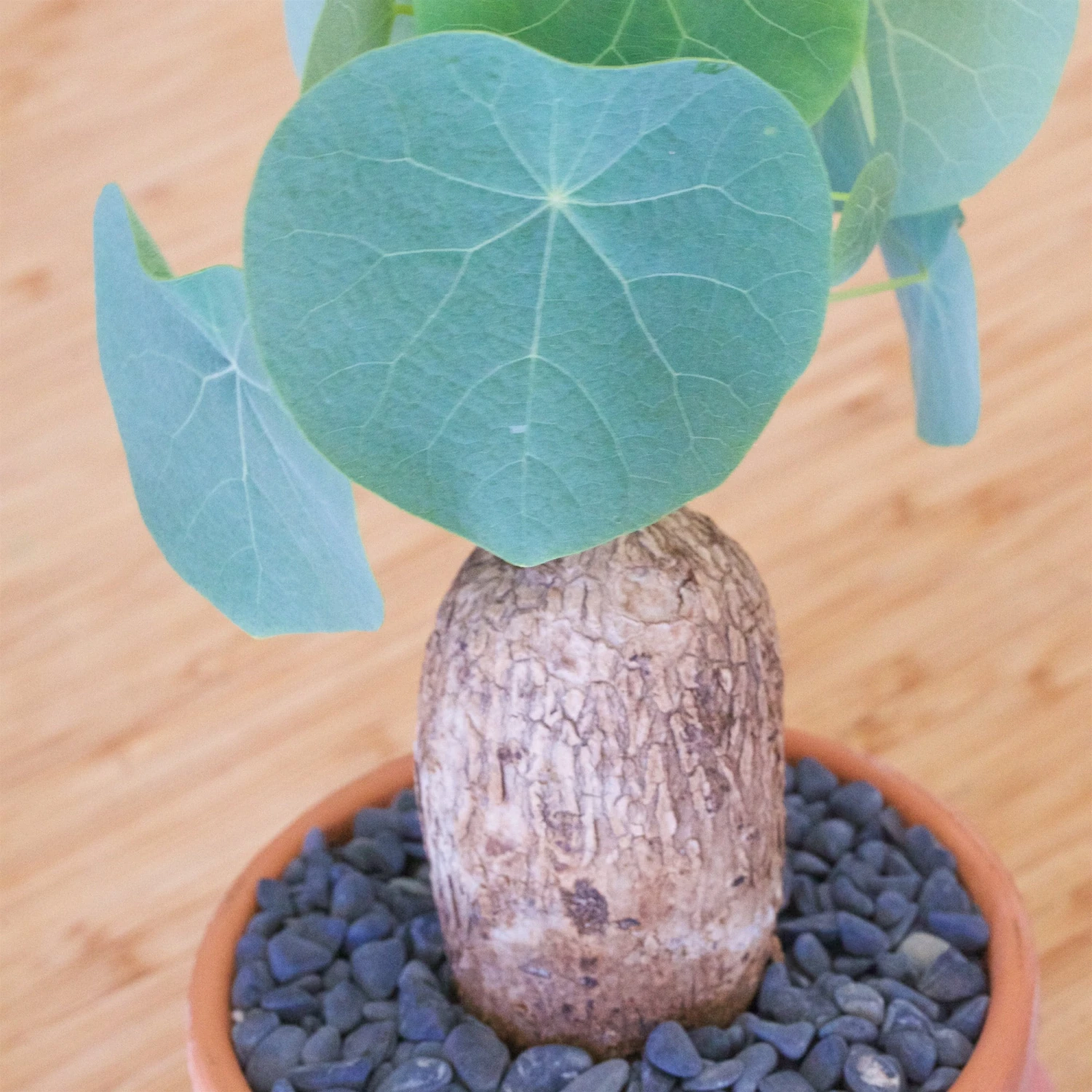 Stephania Venosa Large 5 Stephania Venosa Large - Image 5