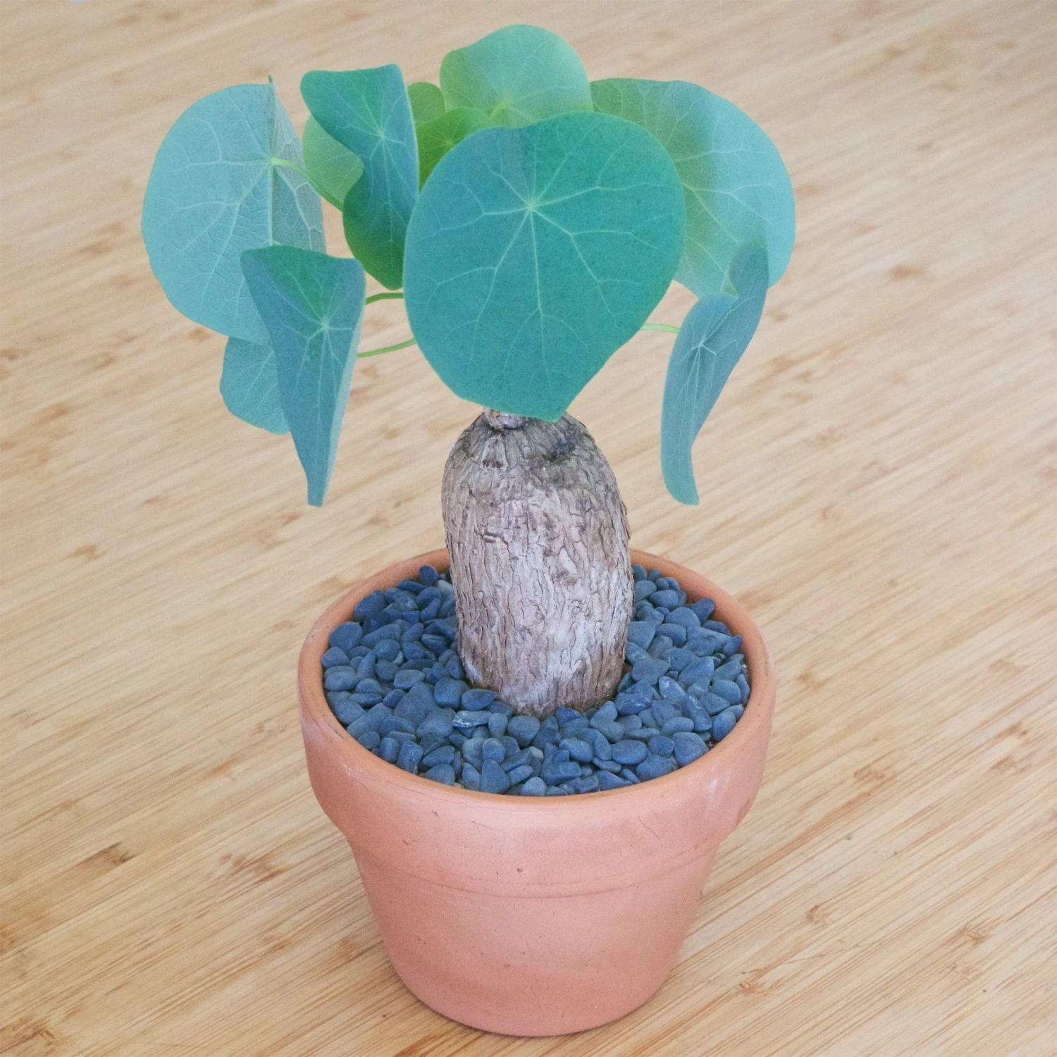 Stephania Venosa Large 1 Stephania Venosa Large