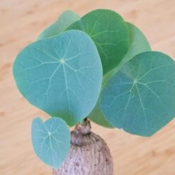 Stephania Venosa Large 15 Stephania Venosa Large -Cloud-Hidden Plants s753278155256112669 p270 i8 w1849