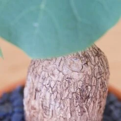 Stephania Venosa Large 18 Stephania Venosa Large -Cloud-Hidden Plants s753278155256112669 p270 i9 w1684