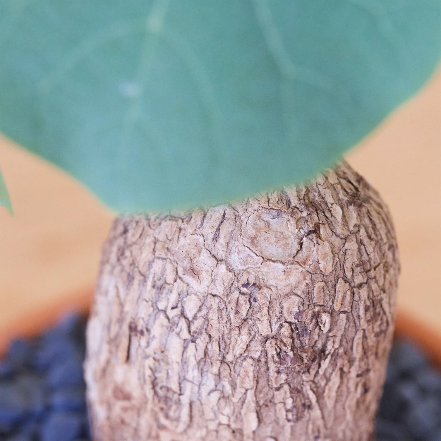 Stephania Venosa Large 9 Stephania Venosa Large - Image 9