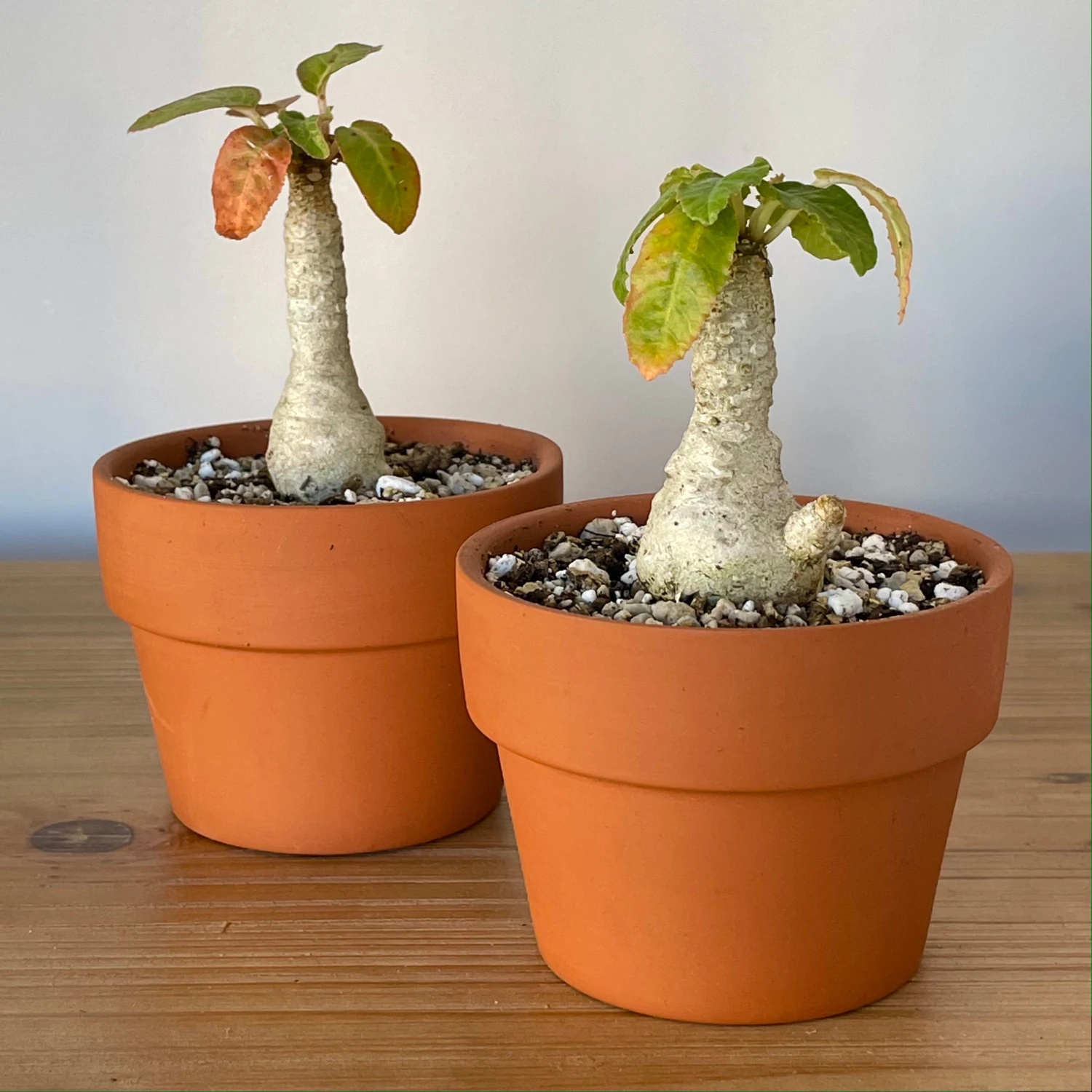 Dorstenia Foetida 2 Dorstenia Foetida - Image 2