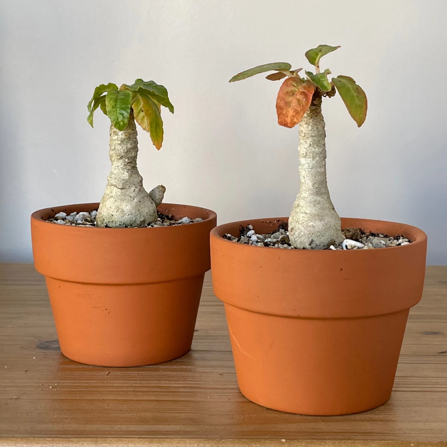 Dorstenia Foetida 1 Dorstenia Foetida