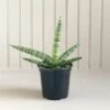 Sansevieria Starfish 4 Inch