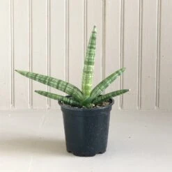 Sansevieria Starfish 4 Inch