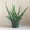 Sansevieria Starfish 6 Inch