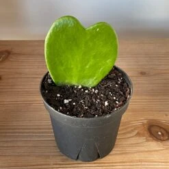 Hoya Kerrii Hearts