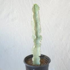 Euphorbia Ammak Variegated