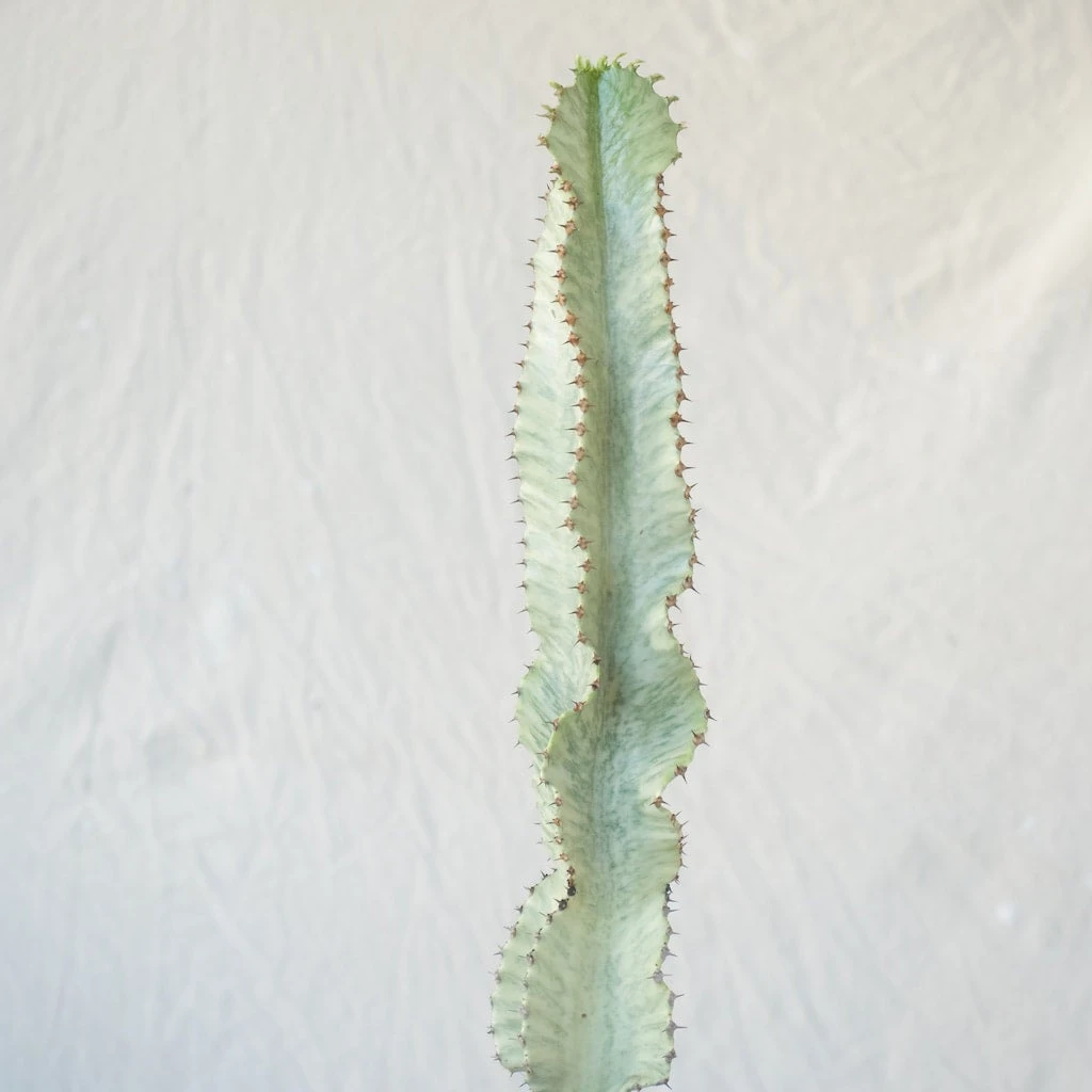 Euphorbia Ammak Variegated 2 Euphorbia Ammak Variegated - Image 2