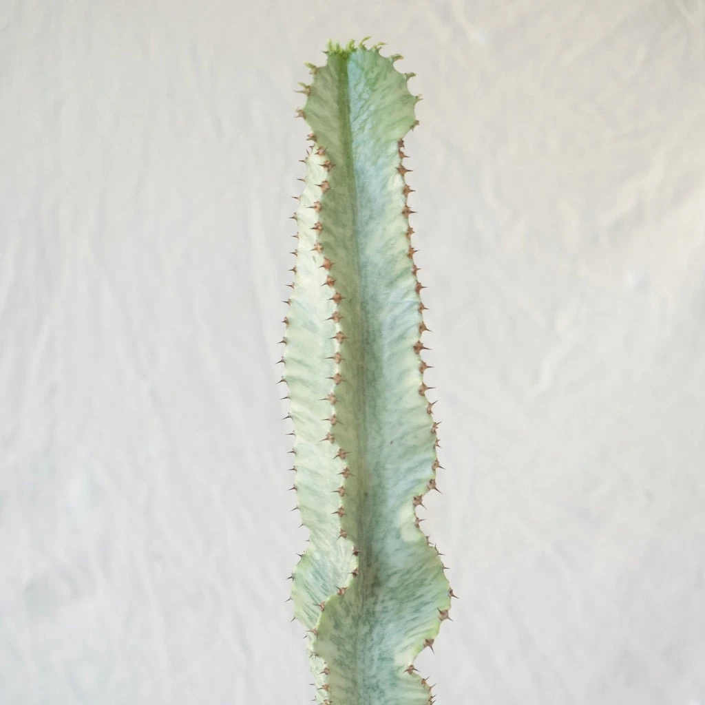 Euphorbia Ammak Variegated 3 Euphorbia Ammak Variegated - Image 3