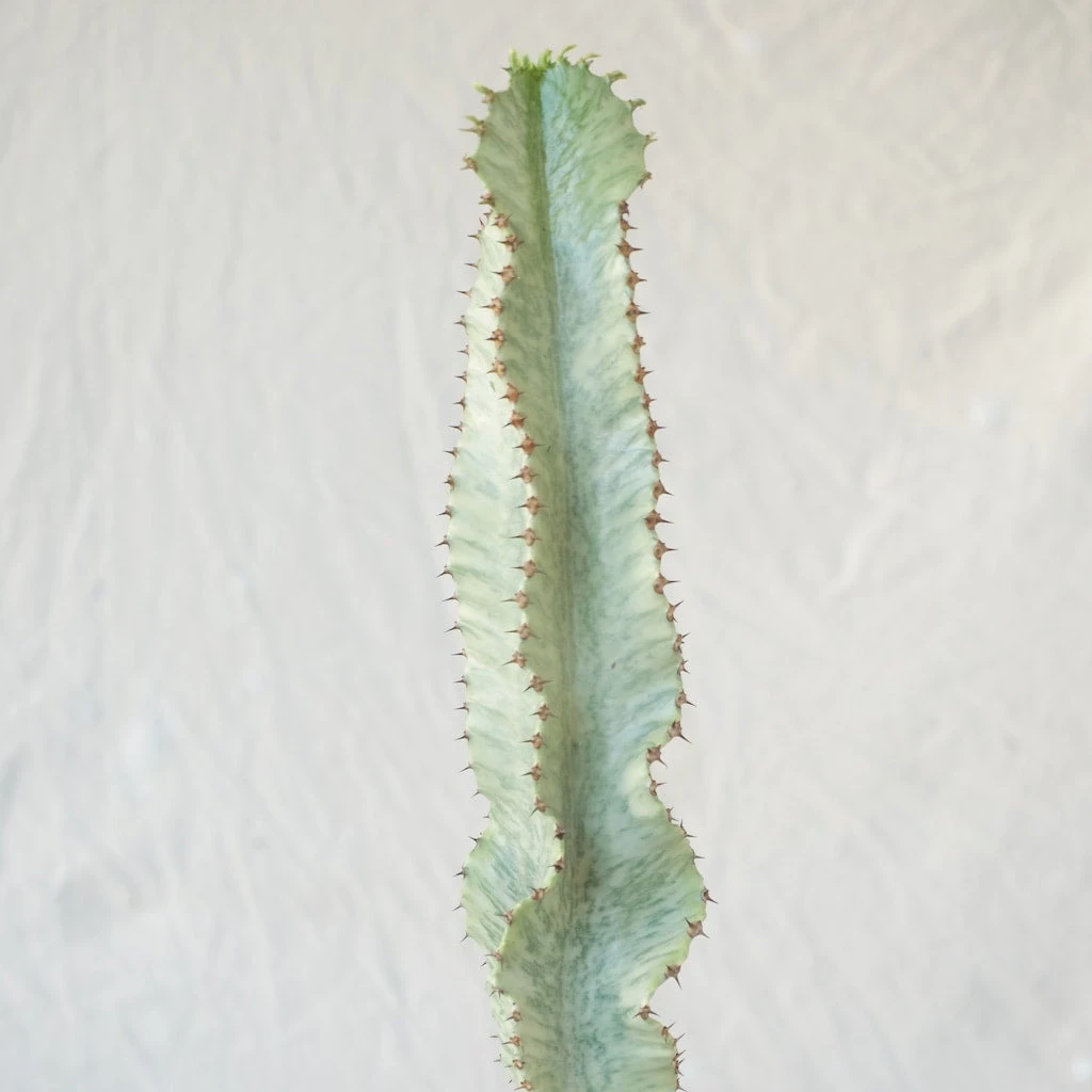 Euphorbia Ammak Variegated 4 Euphorbia Ammak Variegated - Image 4