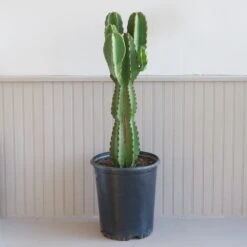 Euphorbia Ingens 6 Euphorbia Ingens -Cloud-Hidden Plants s753278155256112669 p350 i2 w1925