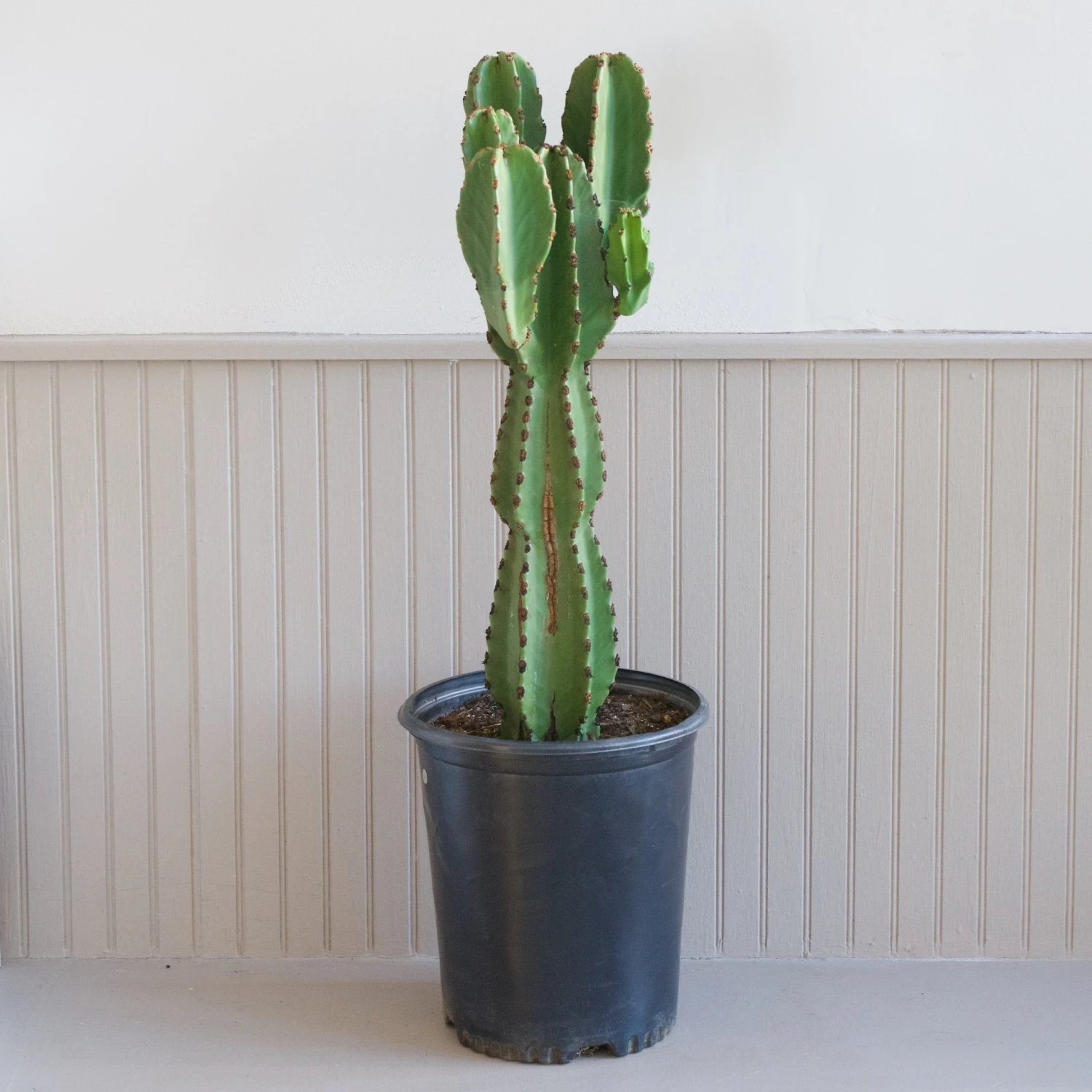 Euphorbia Ingens 2 Euphorbia Ingens - Image 2