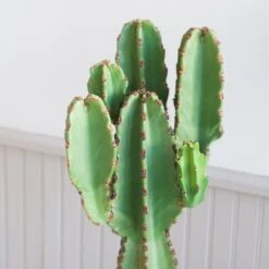 Euphorbia Ingens 7 Euphorbia Ingens -Cloud-Hidden Plants s753278155256112669 p350 i3 w1965