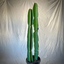 Euphorbia Ingens 9 Euphorbia Ingens -Cloud-Hidden Plants s753278155256112669 p350 i5 w2703