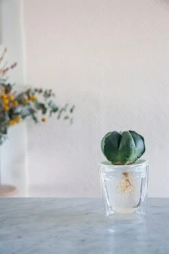 Botanopia Propagation Plate - Large Hole 12 Botanopia Propagation Plate - Large Hole -Cloud-Hidden Plants s753278155256112669 p356 i3 w1080