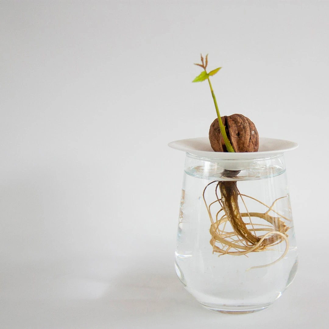 Botanopia Propagation Plate - Large Hole 4 Botanopia Propagation Plate - Large Hole - Image 4