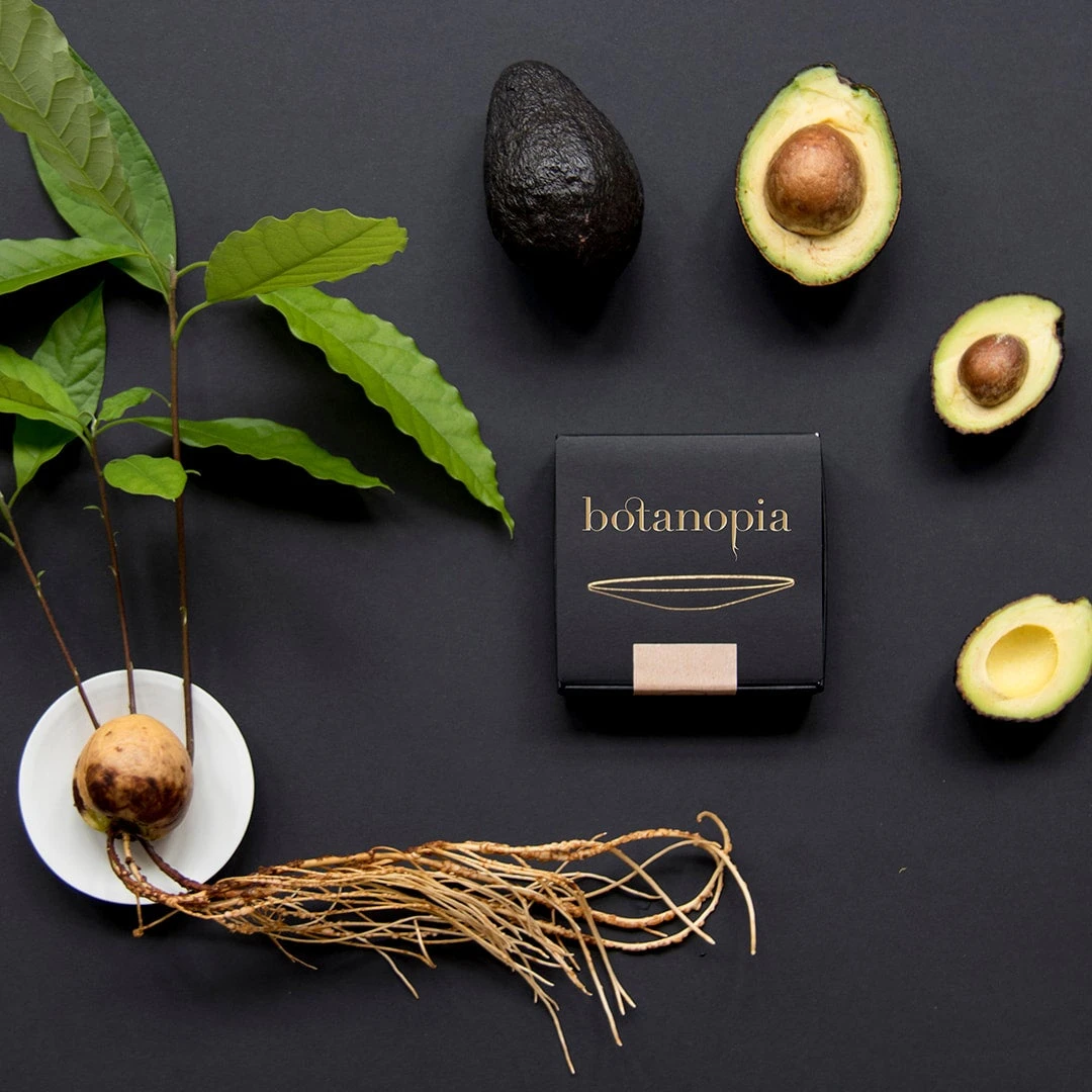 Botanopia Propagation Plate - Large Hole 5 Botanopia Propagation Plate - Large Hole - Image 5