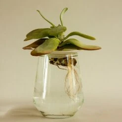 Botanopia Propagation Plate - Large Hole 9 Botanopia Propagation Plate - Large Hole -Cloud-Hidden Plants s753278155256112669 p356 i7 w1080