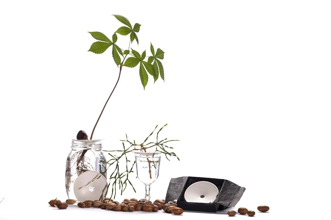 Botanopia Propagation Plate - Small Hole 11 Botanopia Propagation Plate - Small Hole - Image 11