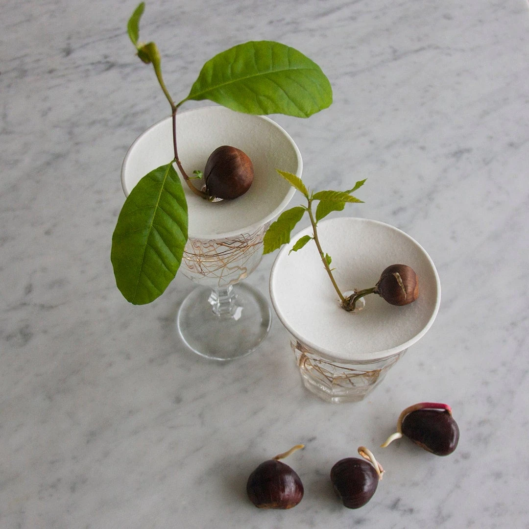 Botanopia Propagation Plate - Small Hole 4 Botanopia Propagation Plate - Small Hole - Image 4