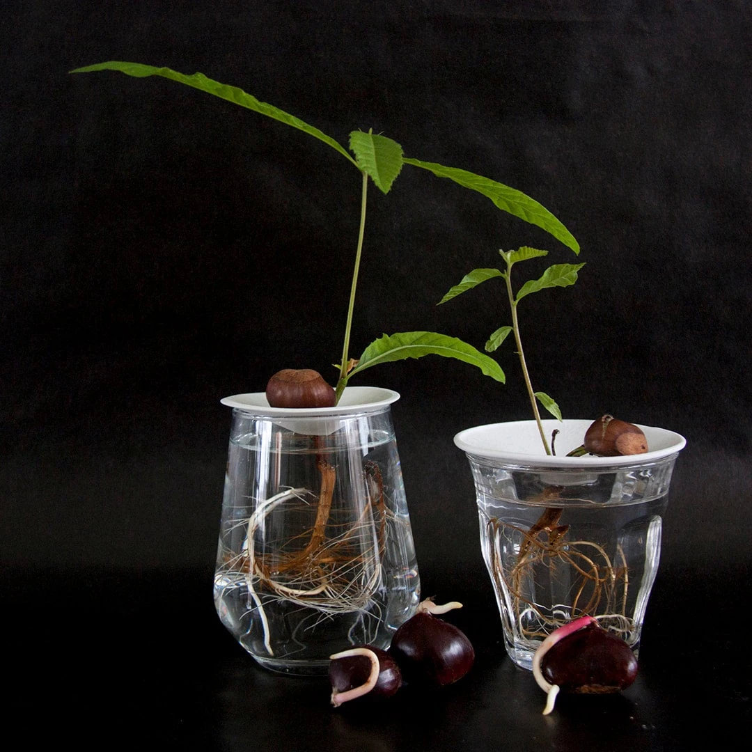 Botanopia Propagation Plate - Small Hole 5 Botanopia Propagation Plate - Small Hole - Image 5