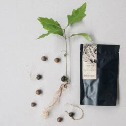 Botanopia Propagation Plate - Small Hole 17 Botanopia Propagation Plate - Small Hole -Cloud-Hidden Plants s753278155256112669 p357 i4 w1080