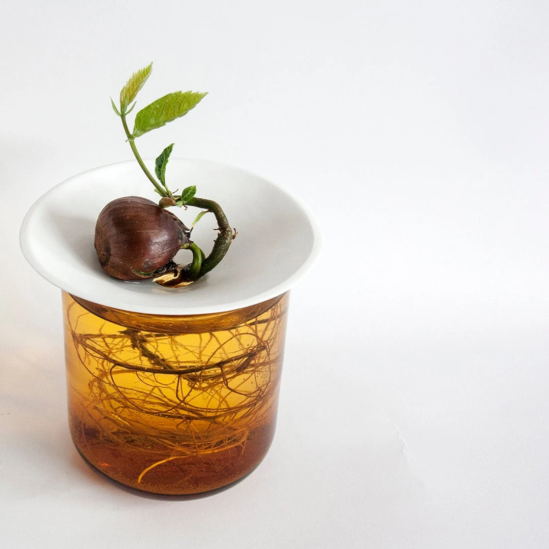 Botanopia Propagation Plate - Small Hole 3 Botanopia Propagation Plate - Small Hole - Image 3