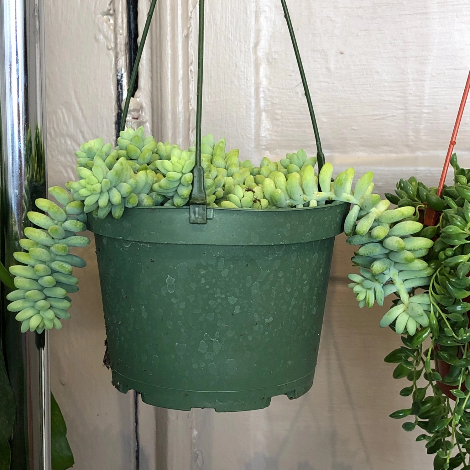 Sedum Morganianum Burros / Donkey Tail 2 Sedum Morganianum Burros / Donkey Tail - Image 2