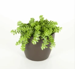 Sedum Morganianum Burros / Donkey Tail