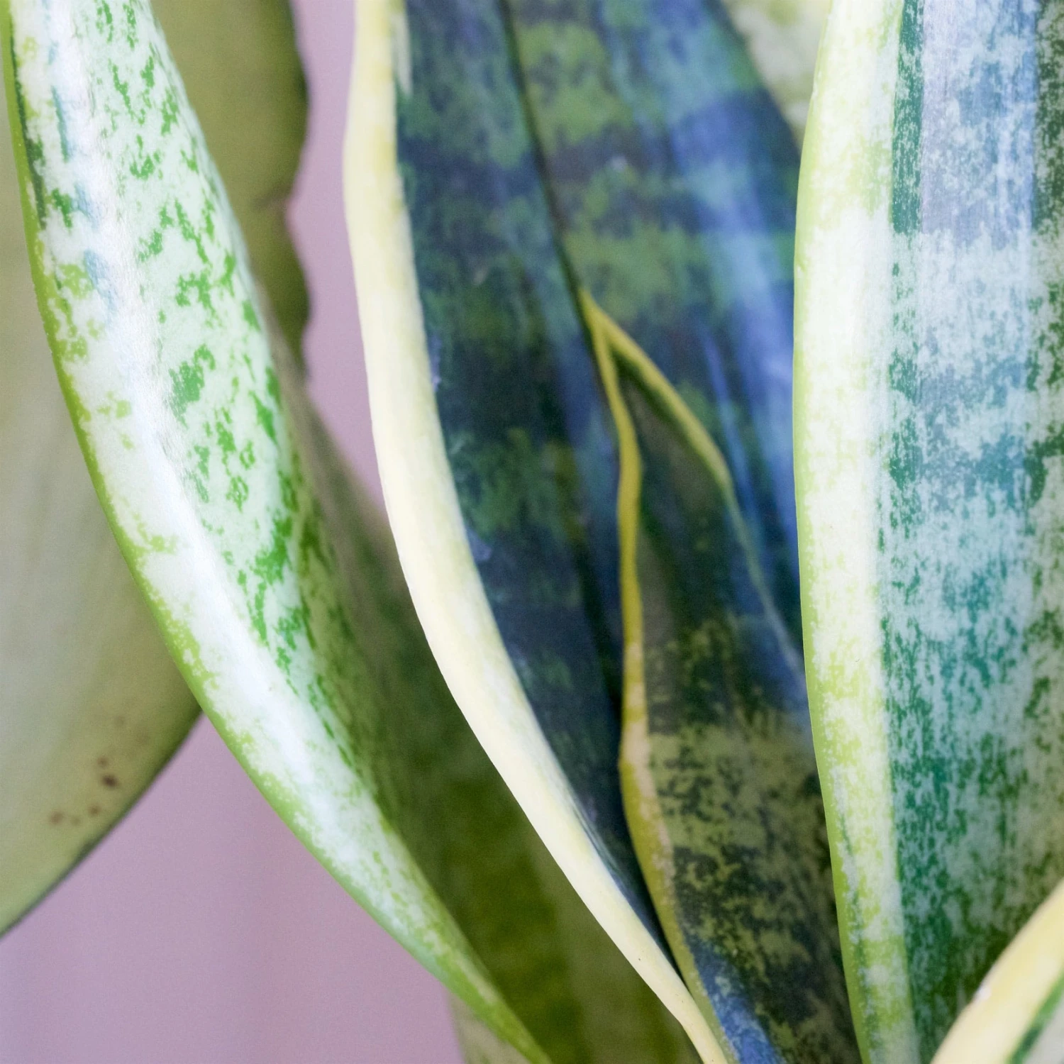 Sansevieria Laurentii 2 Sansevieria Laurentii - Image 2