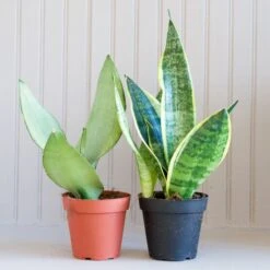 Sansevieria Laurentii
