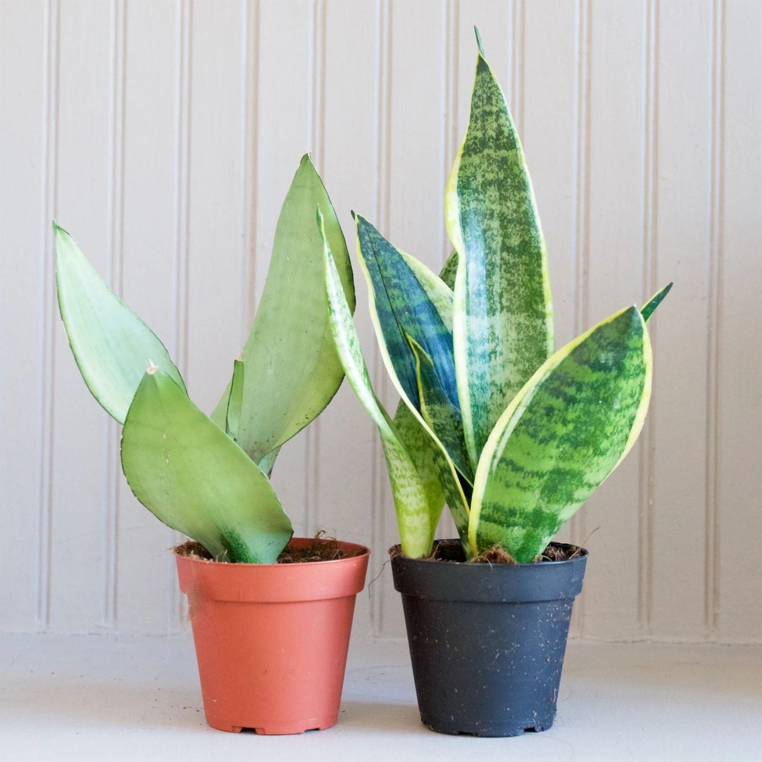 Sansevieria Laurentii 1 Sansevieria Laurentii