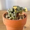 Aloinopsis Schoonesii