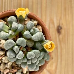 Aloinopsis Schoonesii -Cloud-Hidden Plants s753278155256112669 p395 i6 w3024