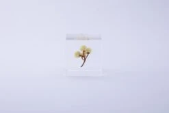 Sola Cube Immortelle 11 Sola Cube Immortelle -Cloud-Hidden Plants s753278155256112669 p425 i2 w3000