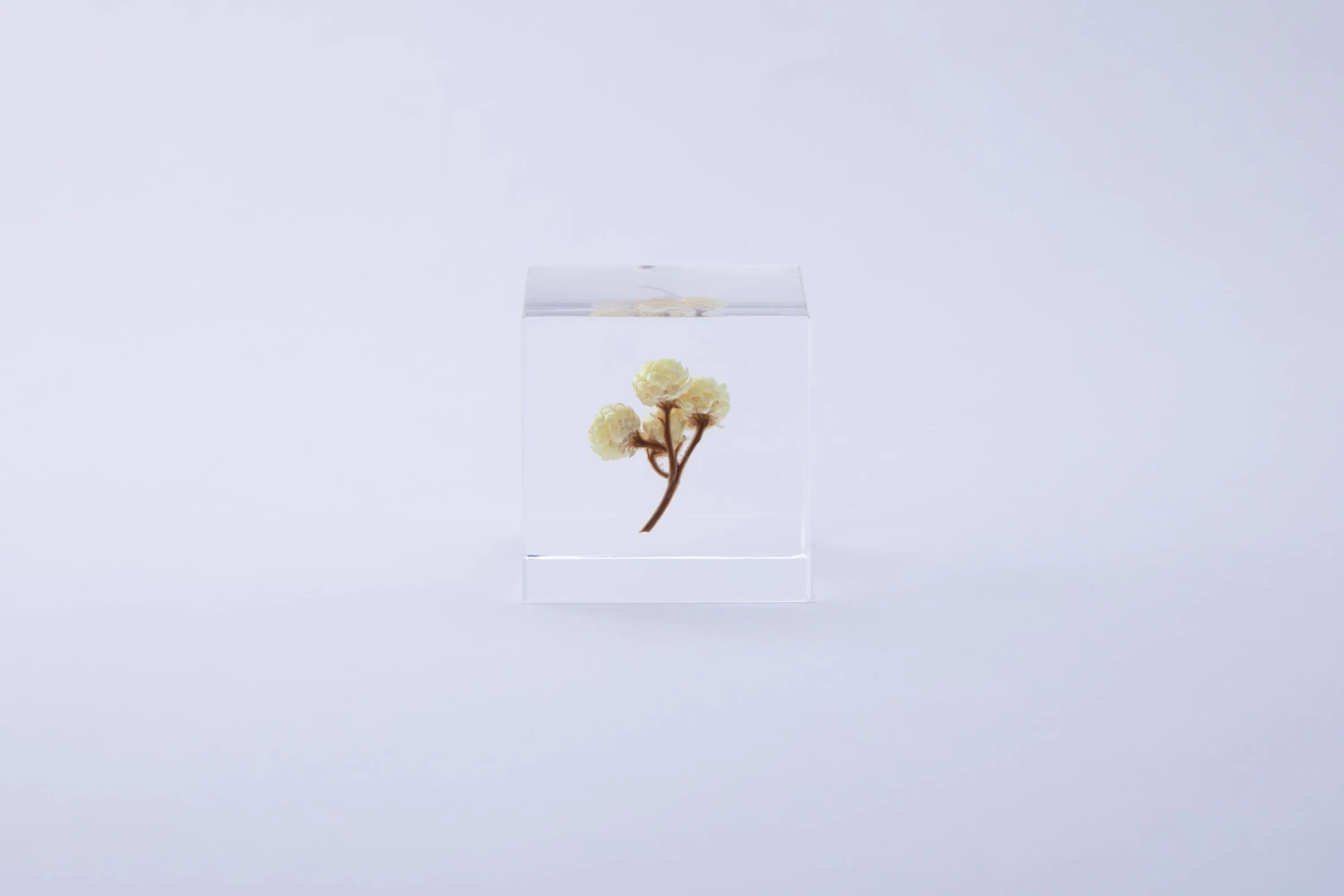 Sola Cube Immortelle 4 Sola Cube Immortelle - Image 4