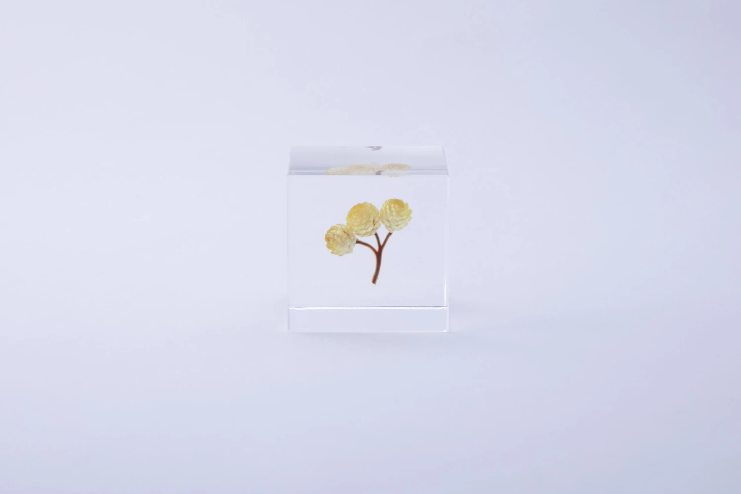 Sola Cube Immortelle 2 Sola Cube Immortelle - Image 2